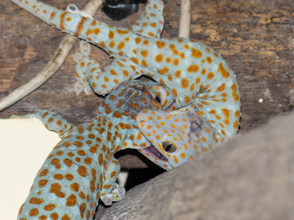The Anatomy of a Tokay's Bite