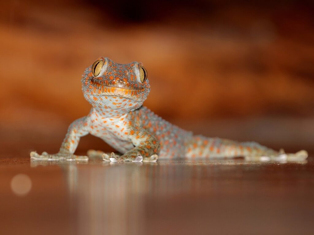 Tokays as Pets: Realistic Expectations