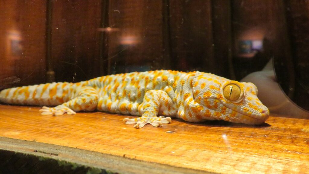 Debunking Common Myths About Tokay Geckos