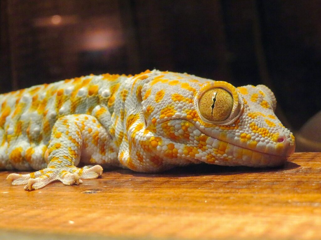 Chicago Herpetological Society Rescue - Chicago, Illinois