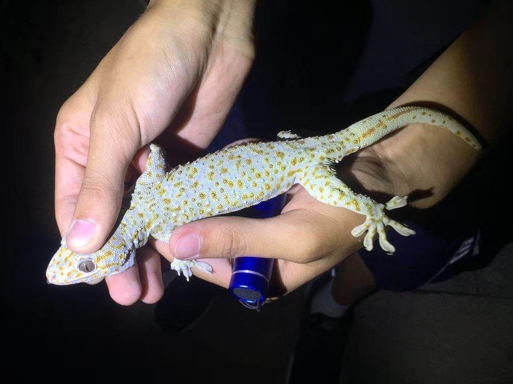 Safely Removing a Biting Tokay