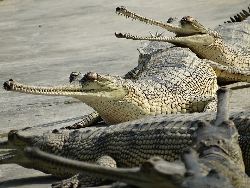 Communal Creatures: Social Behavior and Communication