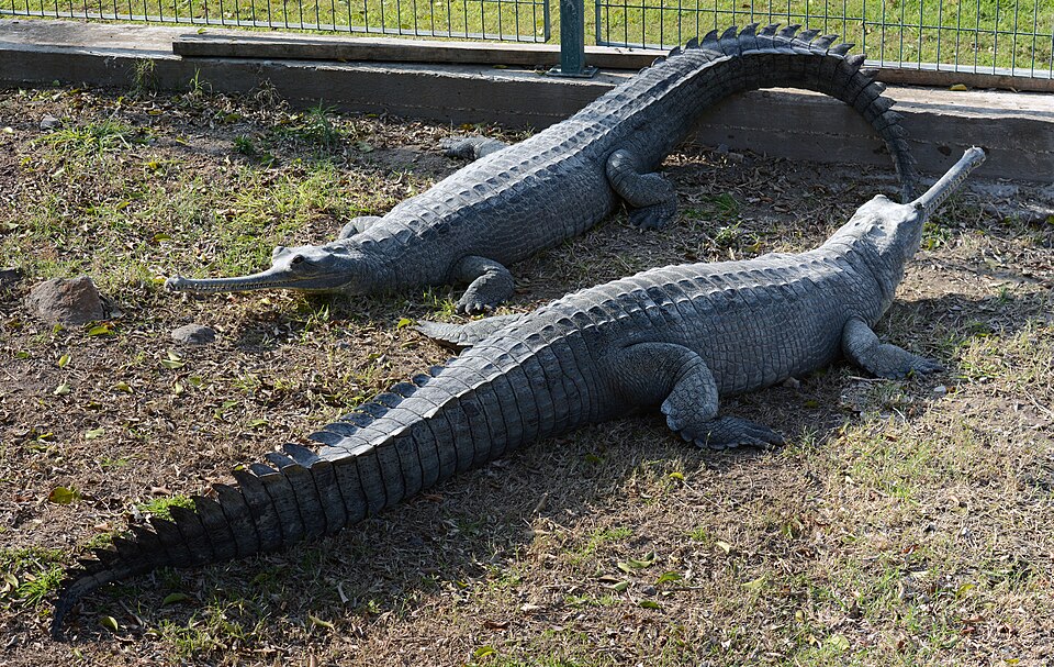 Unmistakable Appearance: The Gharial's Distinctive Features