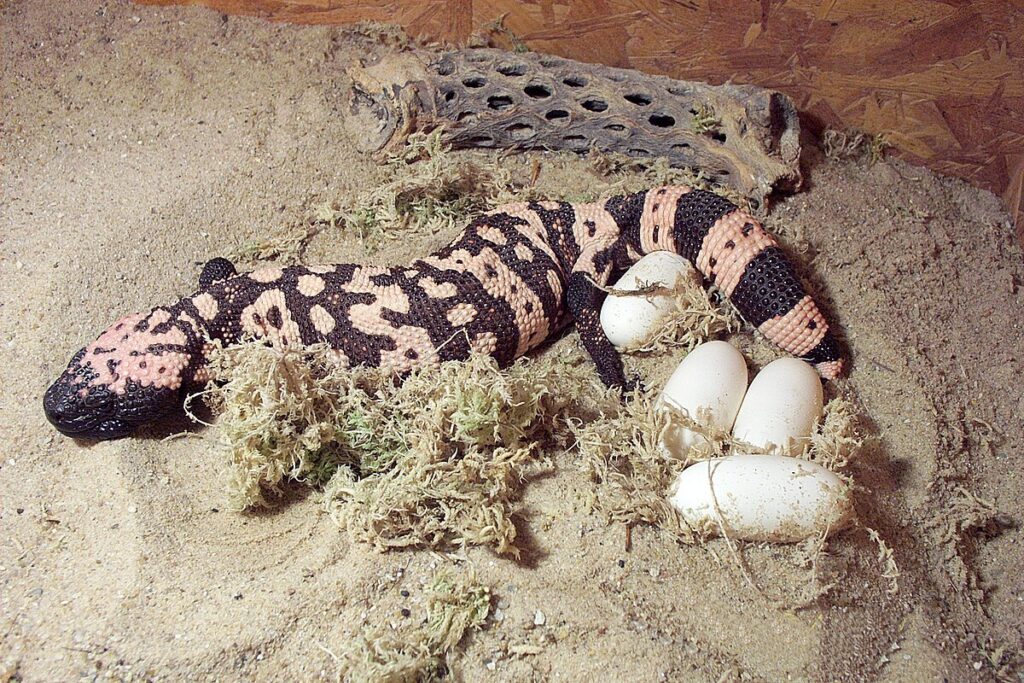 Technological Innovations in Reptile Reproduction