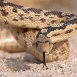 Bull Snakes and Gopher Snakes: North America's Longest Non-Venomous Snakes