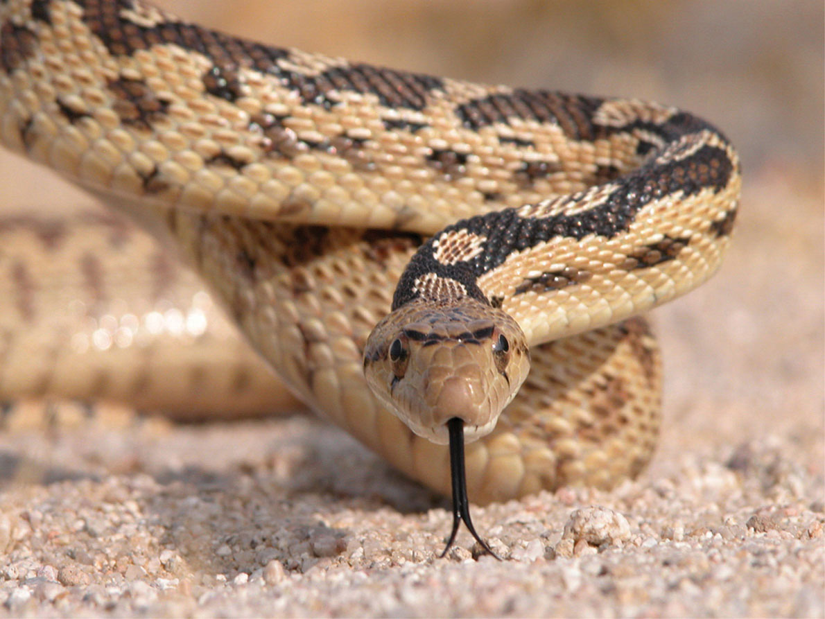 Bull Snakes and Gopher Snakes: North America's Longest Non-Venomous Snakes