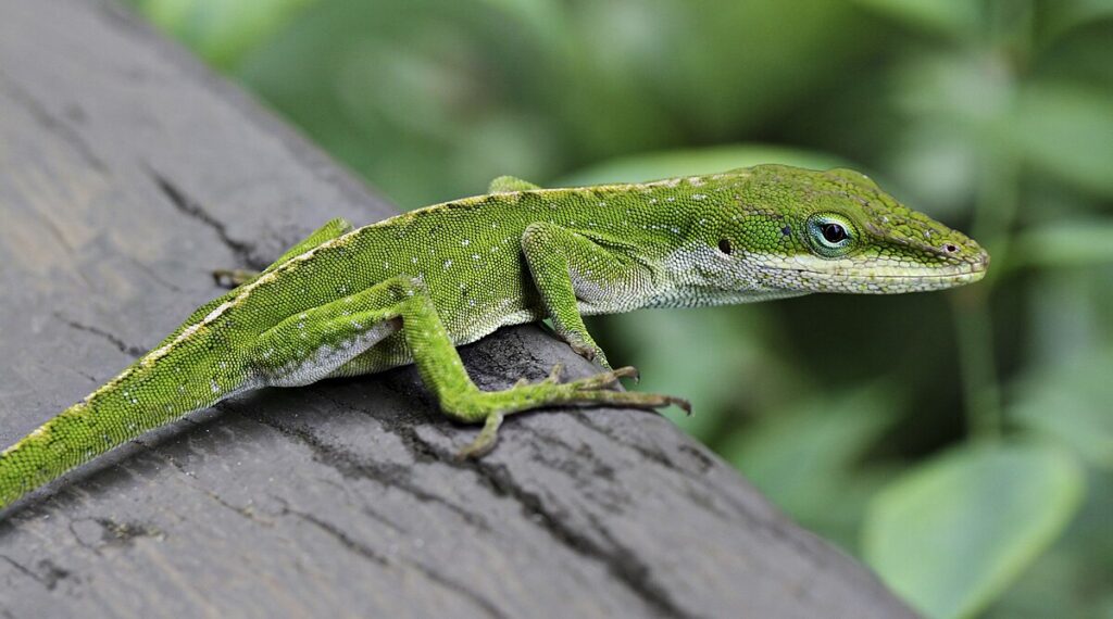Green Anole (Anolis carolinensis)