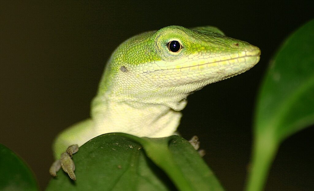 5. Green Anole (Anolis carolinensis)