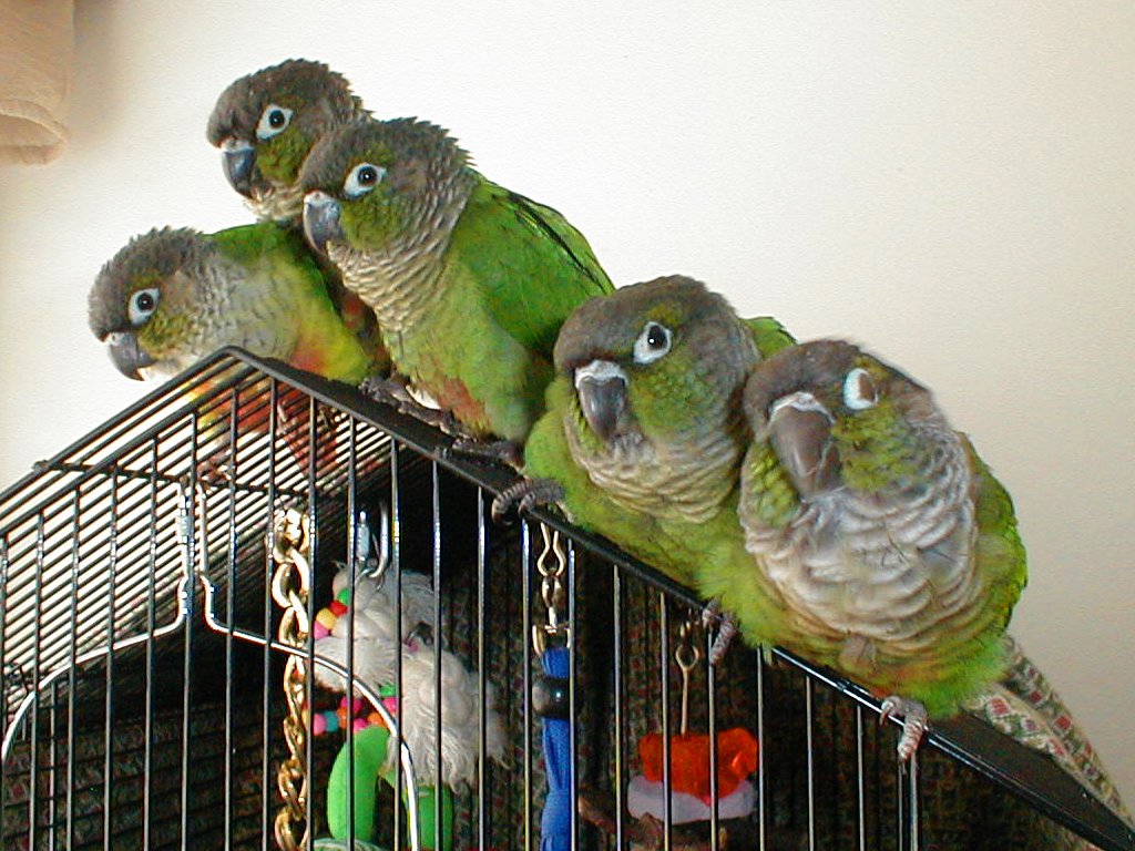 Choosing the Right Conure Species for Your Lifestyle