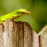 Green Anoles: The Beginner's Arboreal Challenge