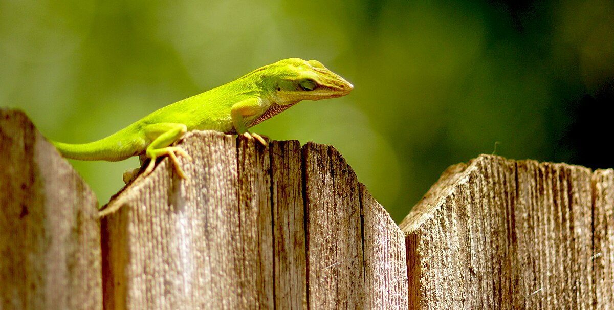 Green Anoles: The Beginner's Arboreal Challenge