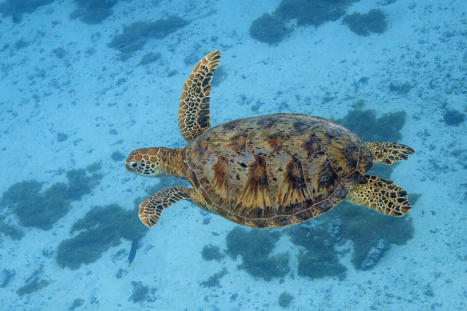 7. Shell Growth Records Environmental History