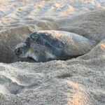 Slow Life History and Low Reproductive Rates