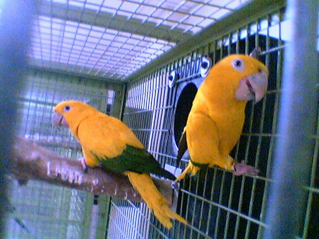 Strategic Cage Placement in Your Home
