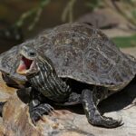 Turtle Bay Exploration Park - Redding, California