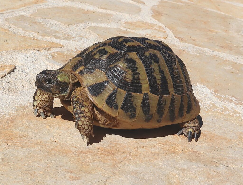 Hermann's Tortoise (Testudo hermanni)