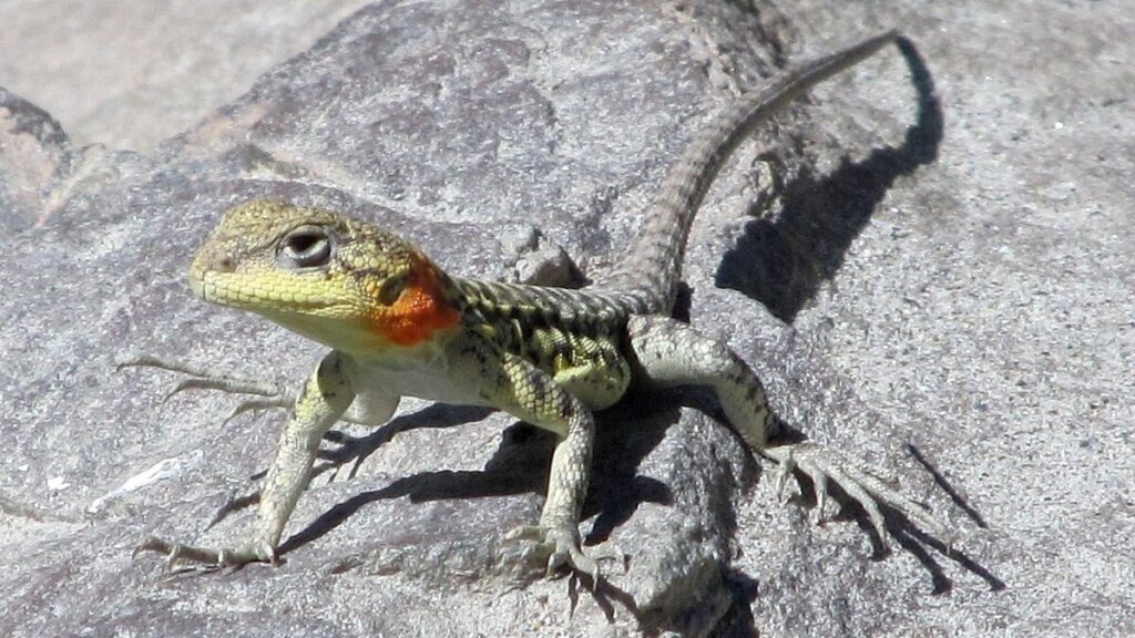 The High-Altitude Himalayan Agama