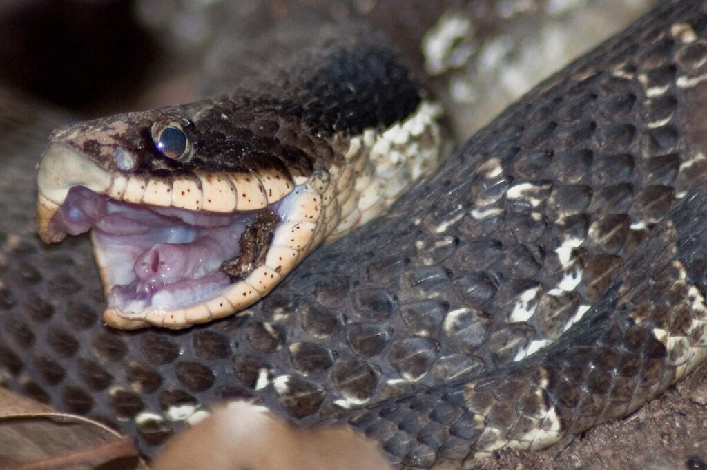 Opisthoglyphous Fangs: The Rear-Fanged Design