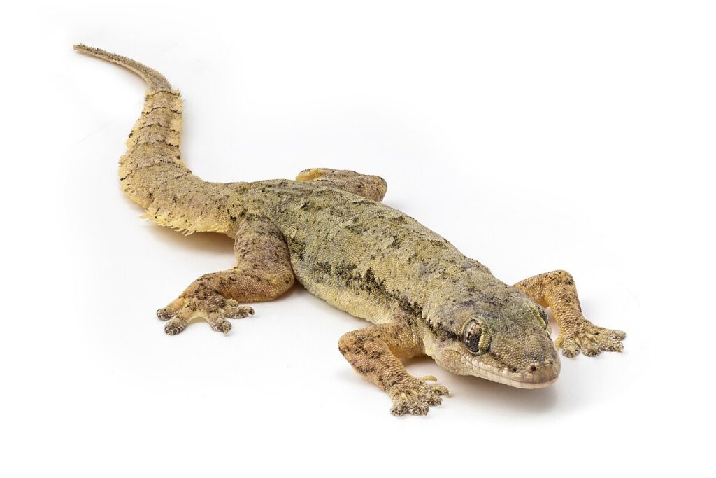 7. House Gecko (Hemidactylus frenatus)