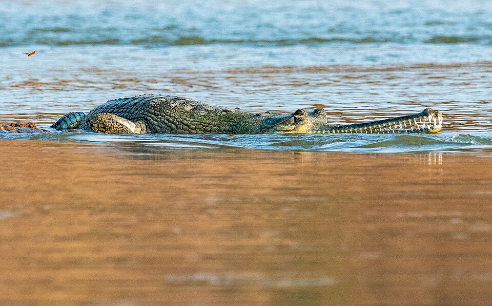 Fishing Experts: Hunting Techniques and Diet