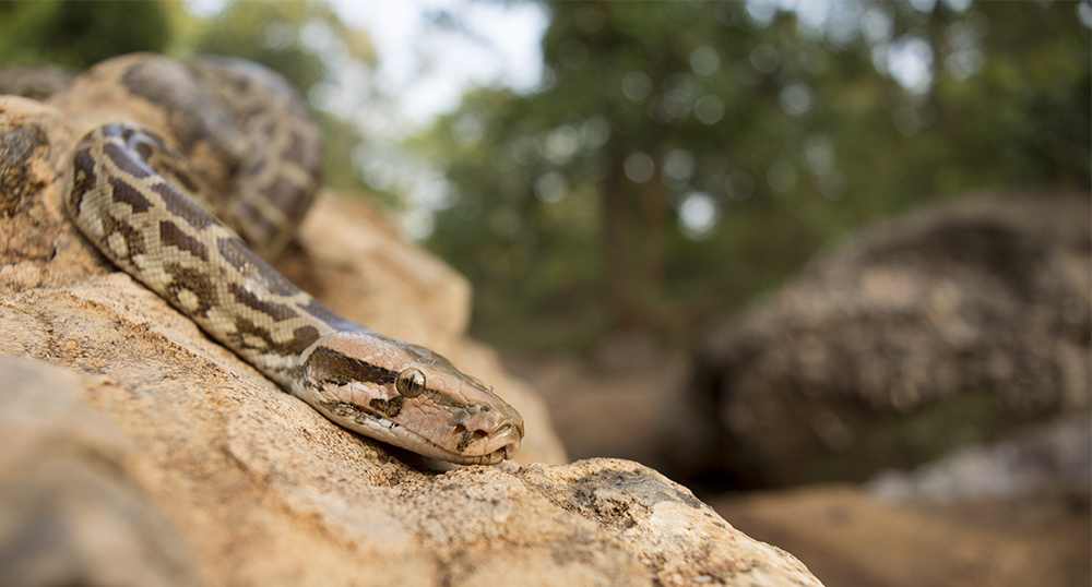 Conclusion: Reptilian Pioneers in a Warming World