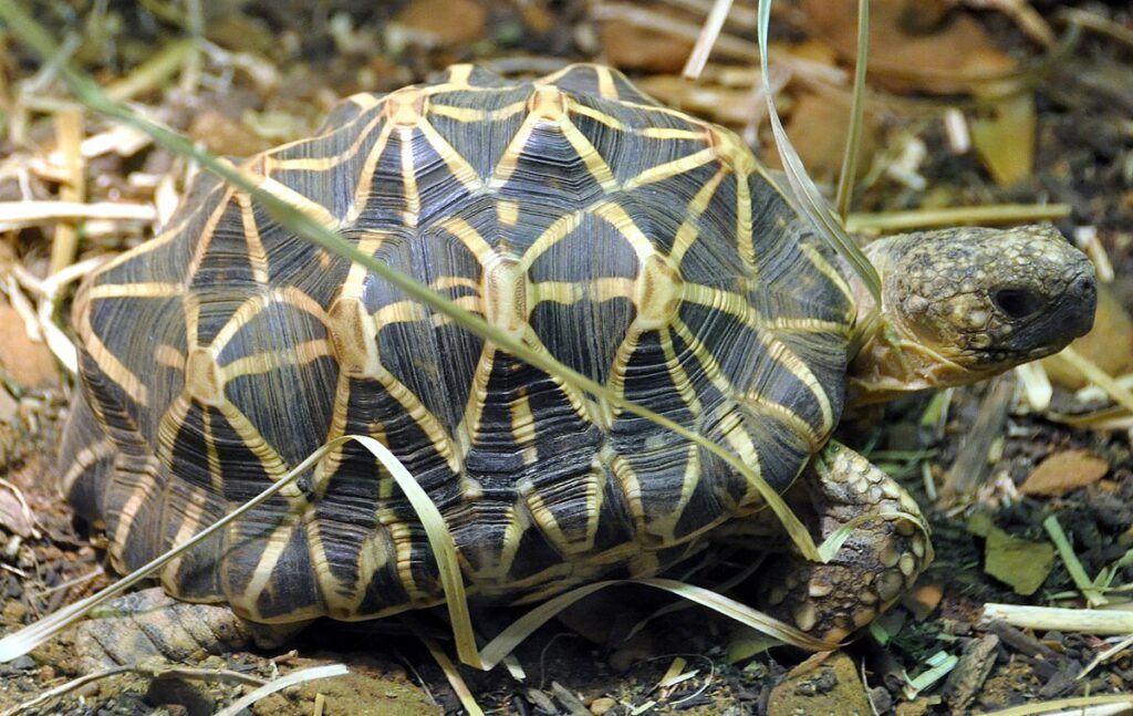 Indian Star Tortoise (Geochelone elegans)