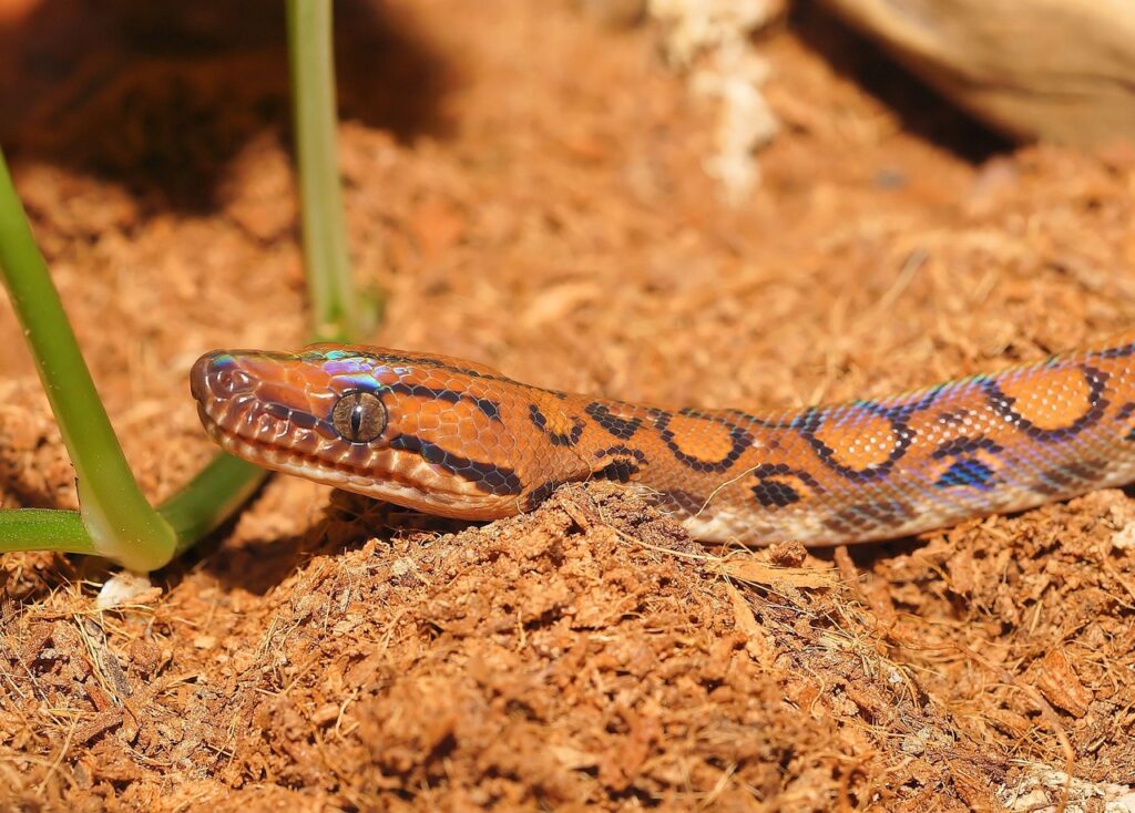 Sand Boas: Gentle Burrowers from Around the World