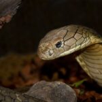 5. King Cobras Are the Only Snakes That Build Nests