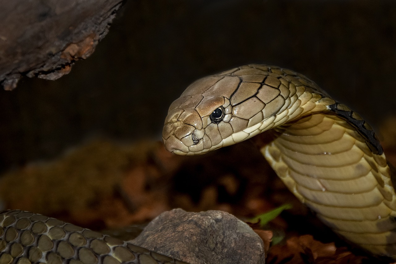 5. King Cobras Are the Only Snakes That Build Nests
