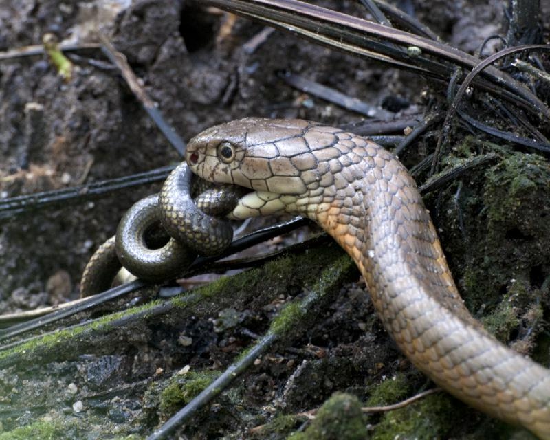 3. King Cobras Are Cannibalistic Snake Eaters