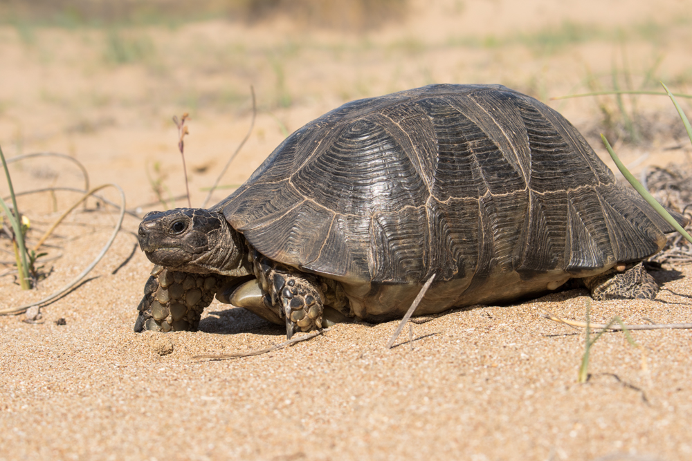 Marginated Tortoise (Testudo marginata)