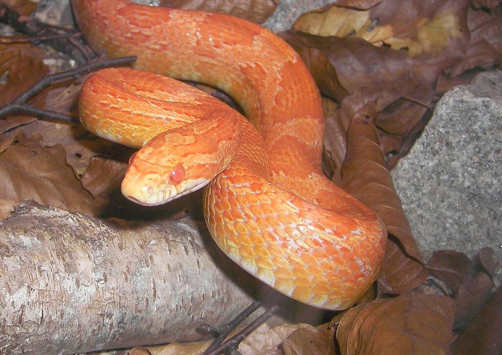 Understanding Snake Body Language