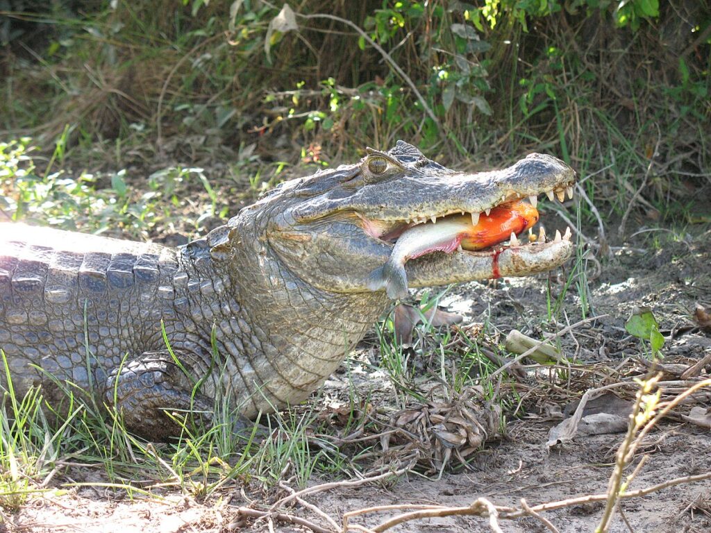 Environmental Adaptations Influencing Hunting