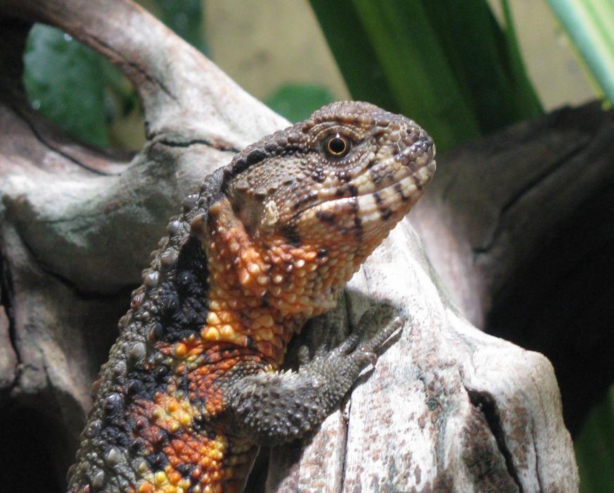 Chinese Crocodile Lizard (Shinisaurus crocodilurus)