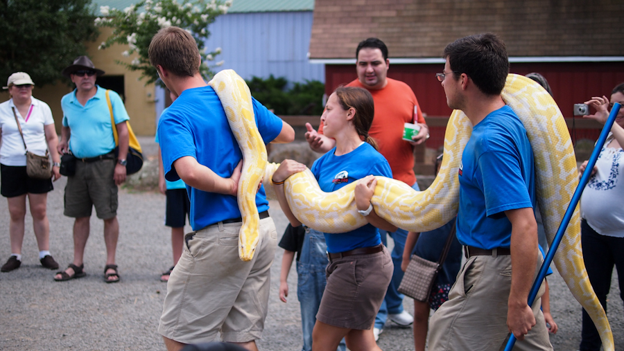 The Future of Giant Snakes in a Changing World