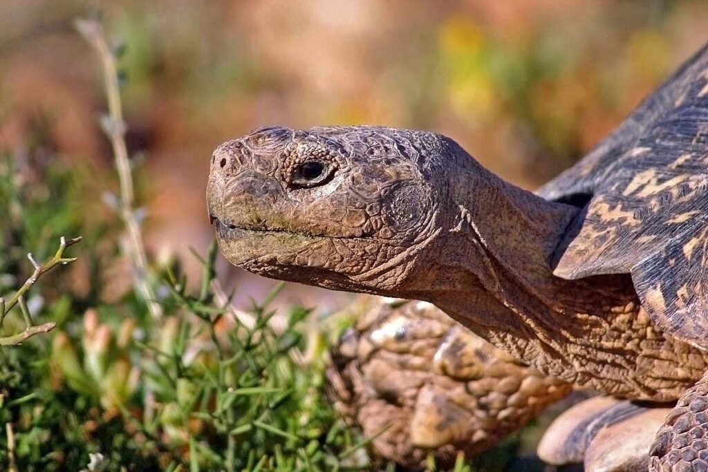 Essential Considerations for Long-Term Tortoise Care