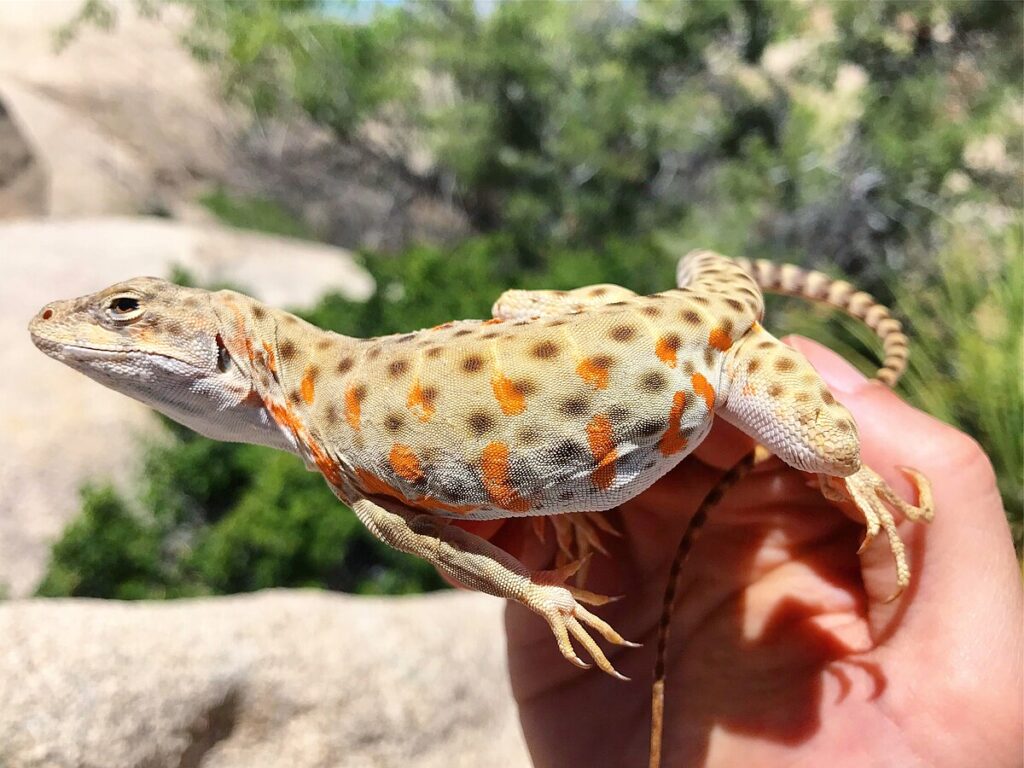 2. Leopard Geckos