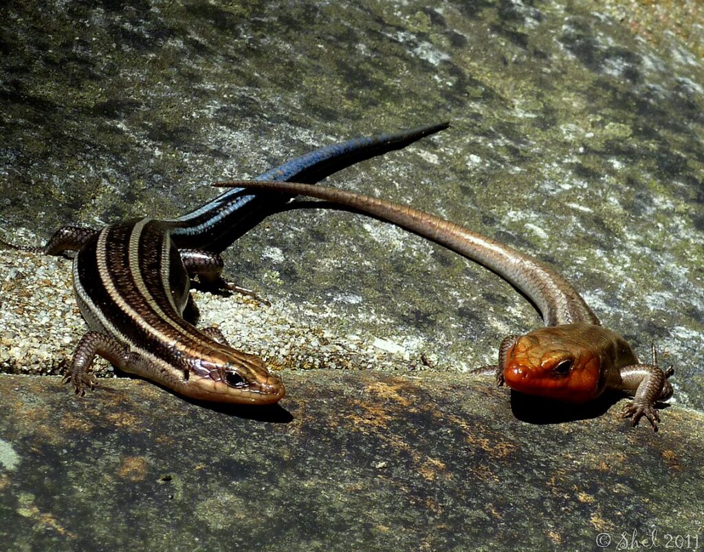 Challenges in Reptile Conservation Breeding