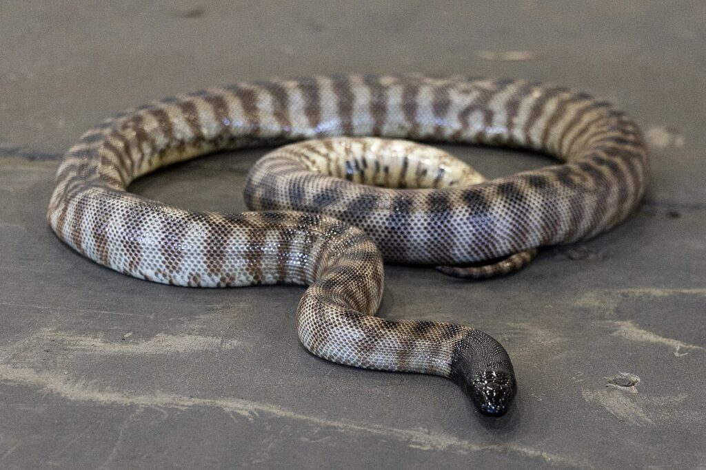 Black-Headed Python (Aspidites melanocephalus)