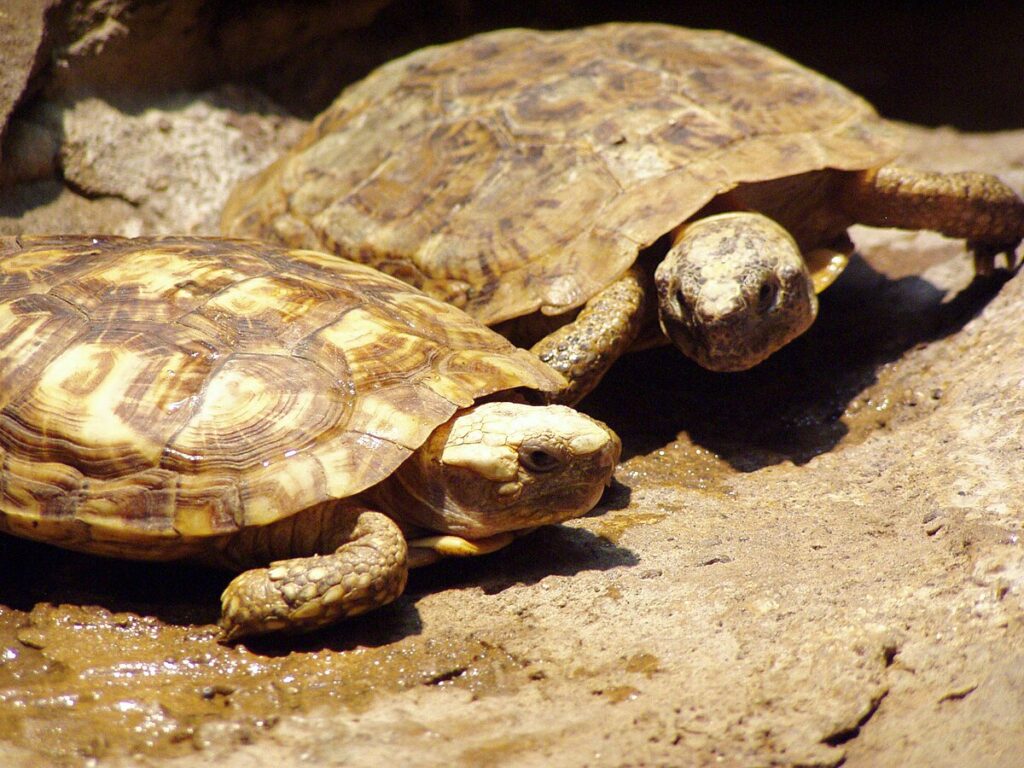 Pancake Tortoise (Malacochersus tornieri)