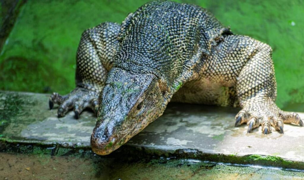 Understanding Monitor Lizard Species Diversity