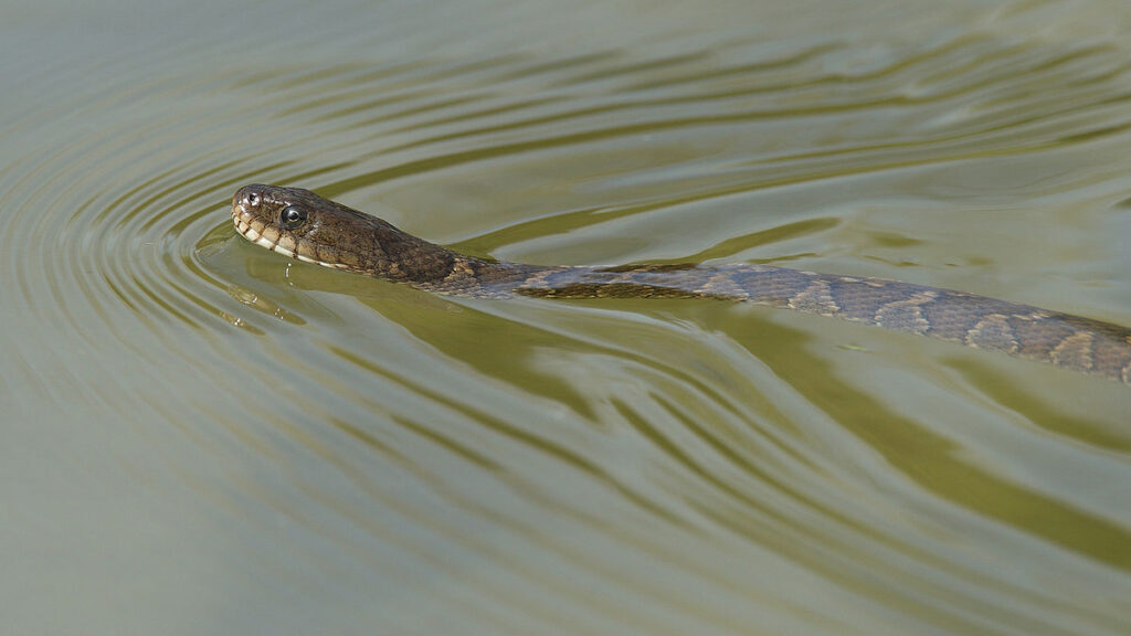 Northern Water Snake: Aquatic Cold Specialist