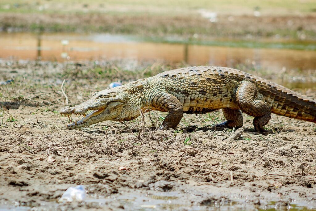 The High Walk: Crocodiles' Primary Land Gait
