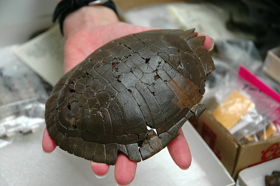 14. Shell Fossils Help Track Evolutionary History