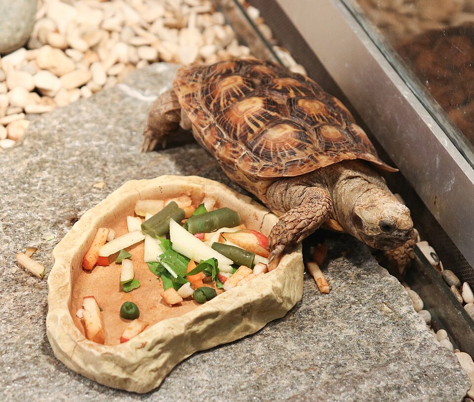 turtle