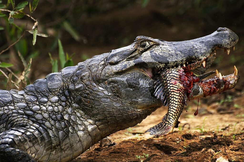 Prey Preference and Dietary Adaptations