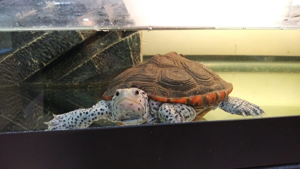 Recognizing Signs That Your Tank Needs Cleaning