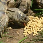 Commercial Turtle and Tortoise Treats
