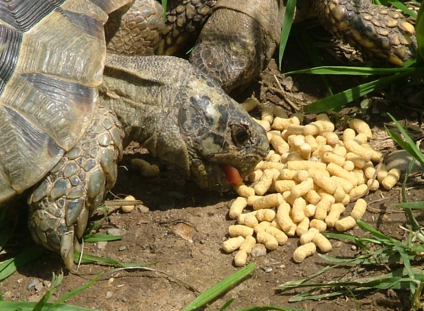 Commercial Turtle and Tortoise Treats