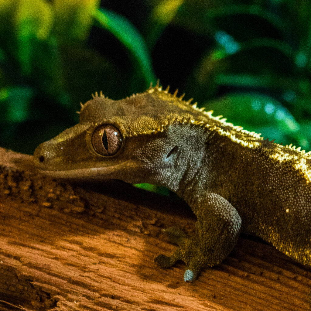A crested gecko on a log